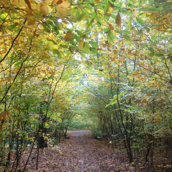 Ein Pfad durch ein Waldstück im Treptower Park im Herbst