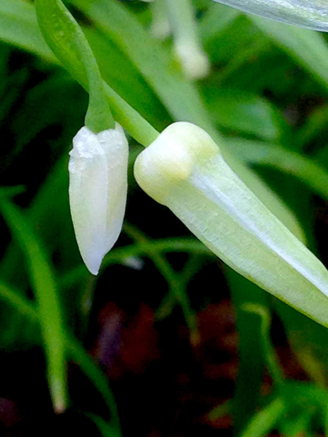 Weiße, längliche und ungeöffnete Blüten von Bärlauch im Plänterwald.