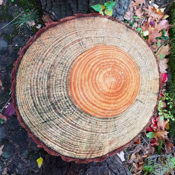 Querschnitt eines Baumes im Plänterwald der abgesägt wurde
