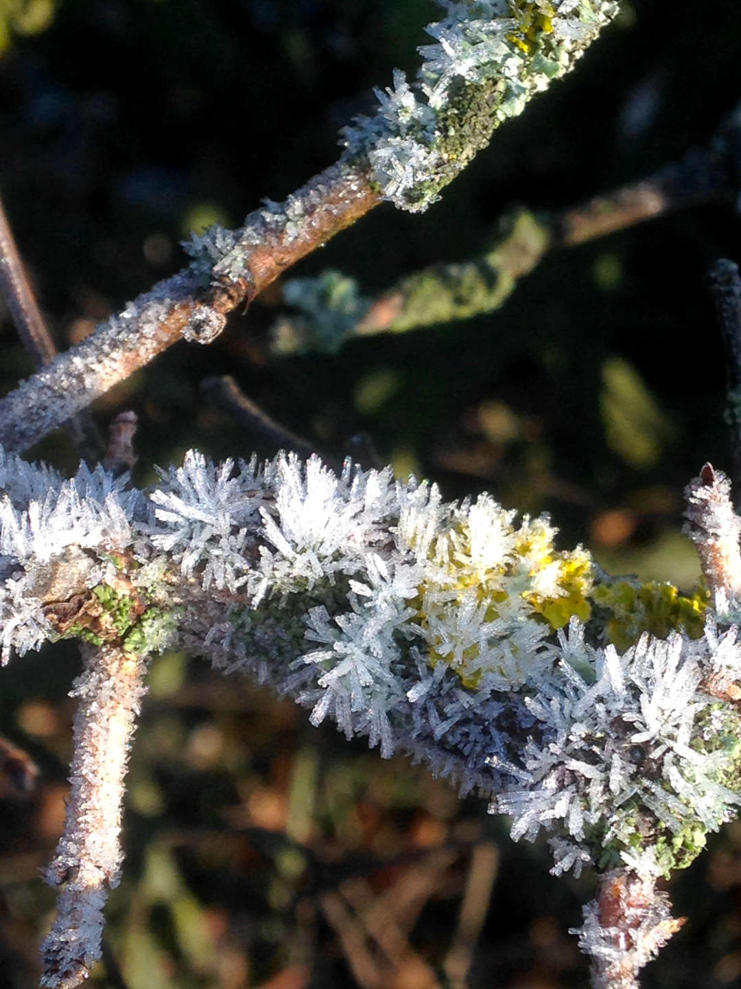 Eingefrorene Äste von einem Baum an der Spree beim Plänterwald.