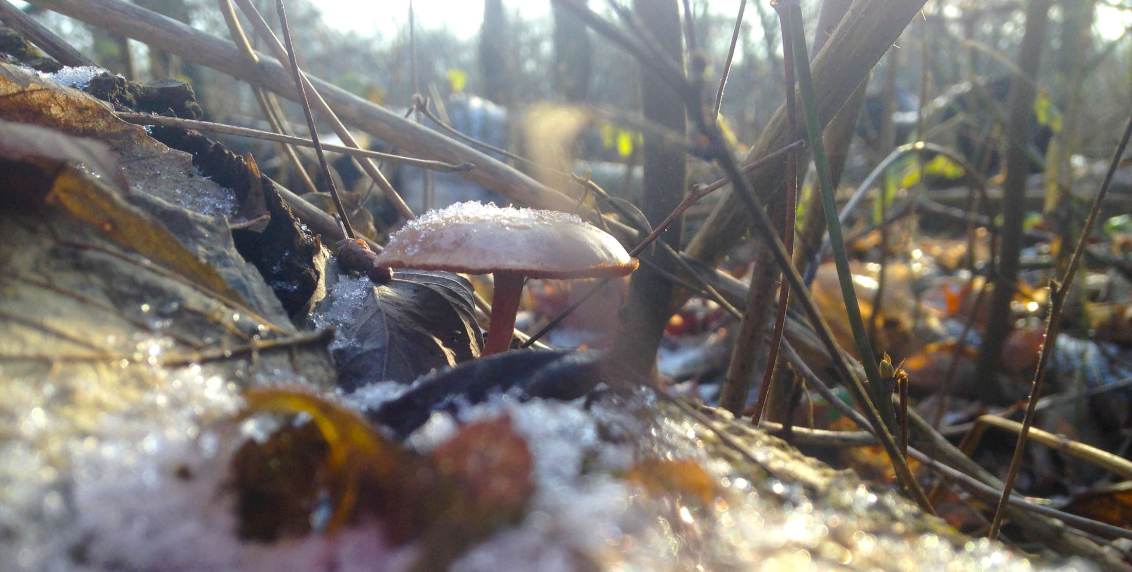 Mit Eis bedeckter Pilz im herbstlichen Plänterwald.