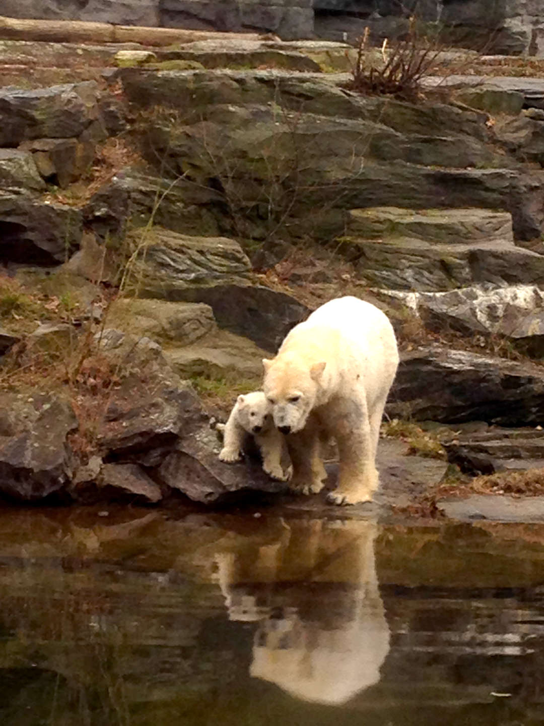 Eisbärmutter mit ihrem Baby am Wasser ihres Geheges im Tierpark Berlin.