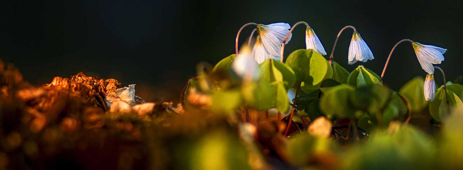 Frühblüher auf dem Waldboden bei spärlichem Sonnenlicht