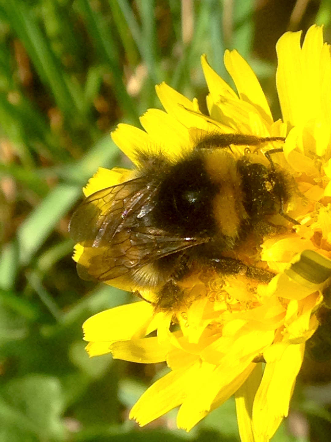 Eine große Hummel die aus einer Blume im Treptower Park Blütennektar trinkt.