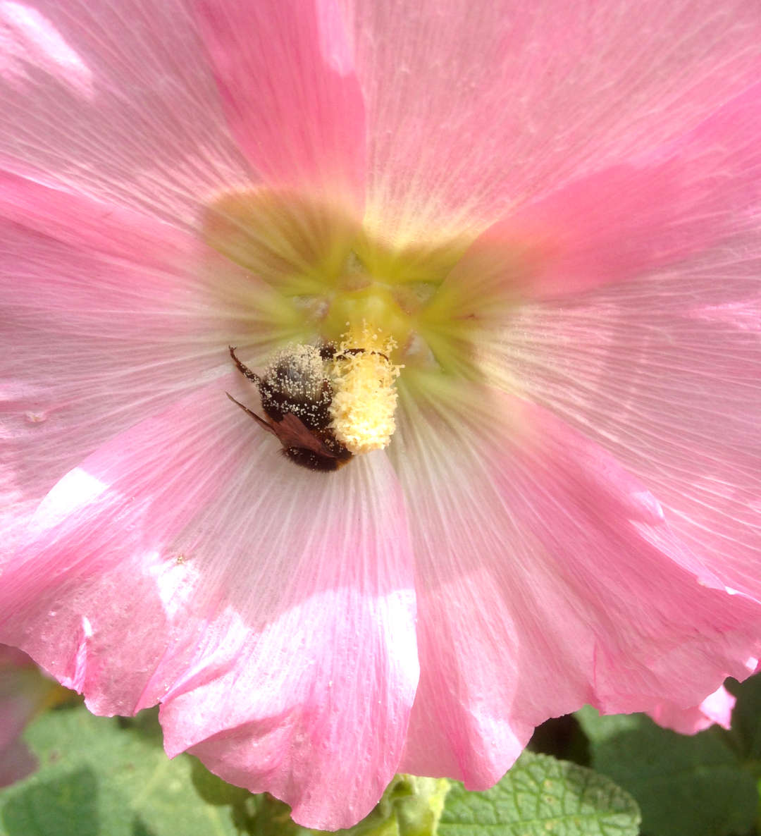 Eine Hummel, die mit Pollen bedeckt ist, ist in einer rosa Malvenblüte am Müggelsee in Berlin.