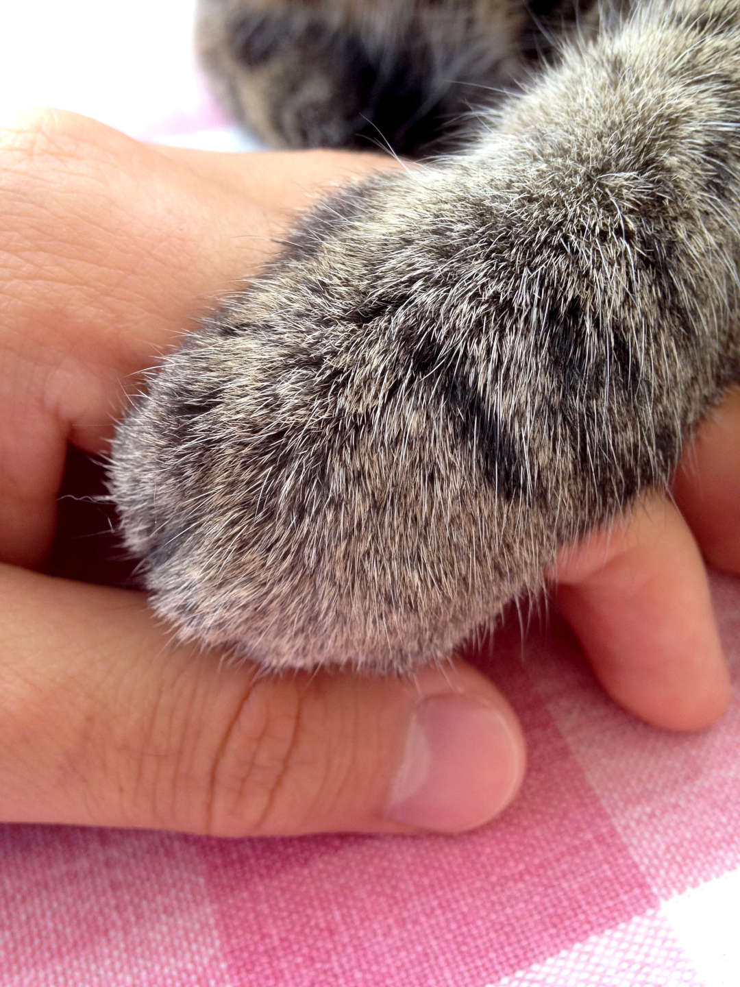 Die Pfote einer Katze liegt auf der Hand von Heike Gabriel