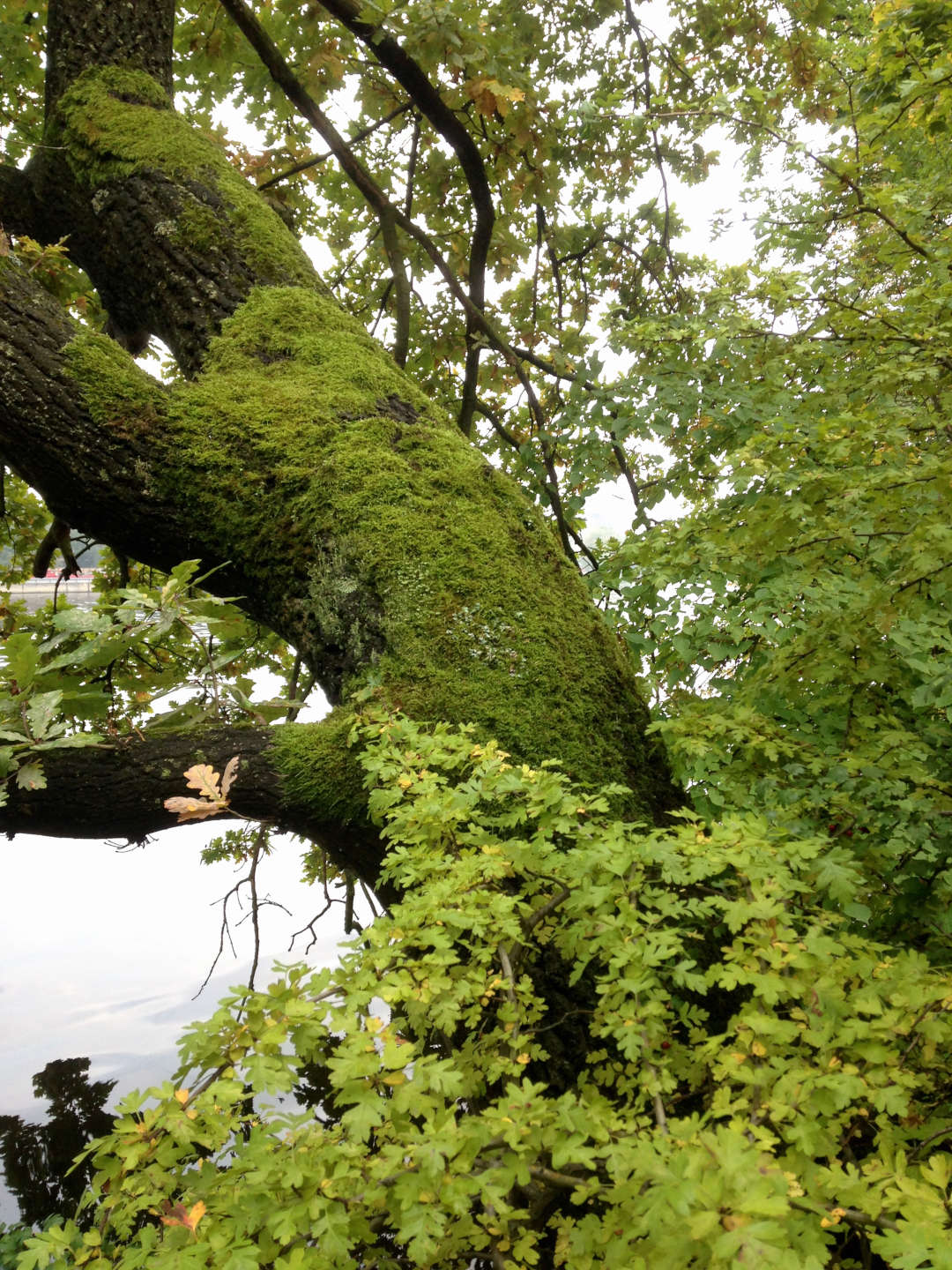 Ein mit Moos bewachsener Baum an der Spree zwischen Treptower Park und Plänterwald.