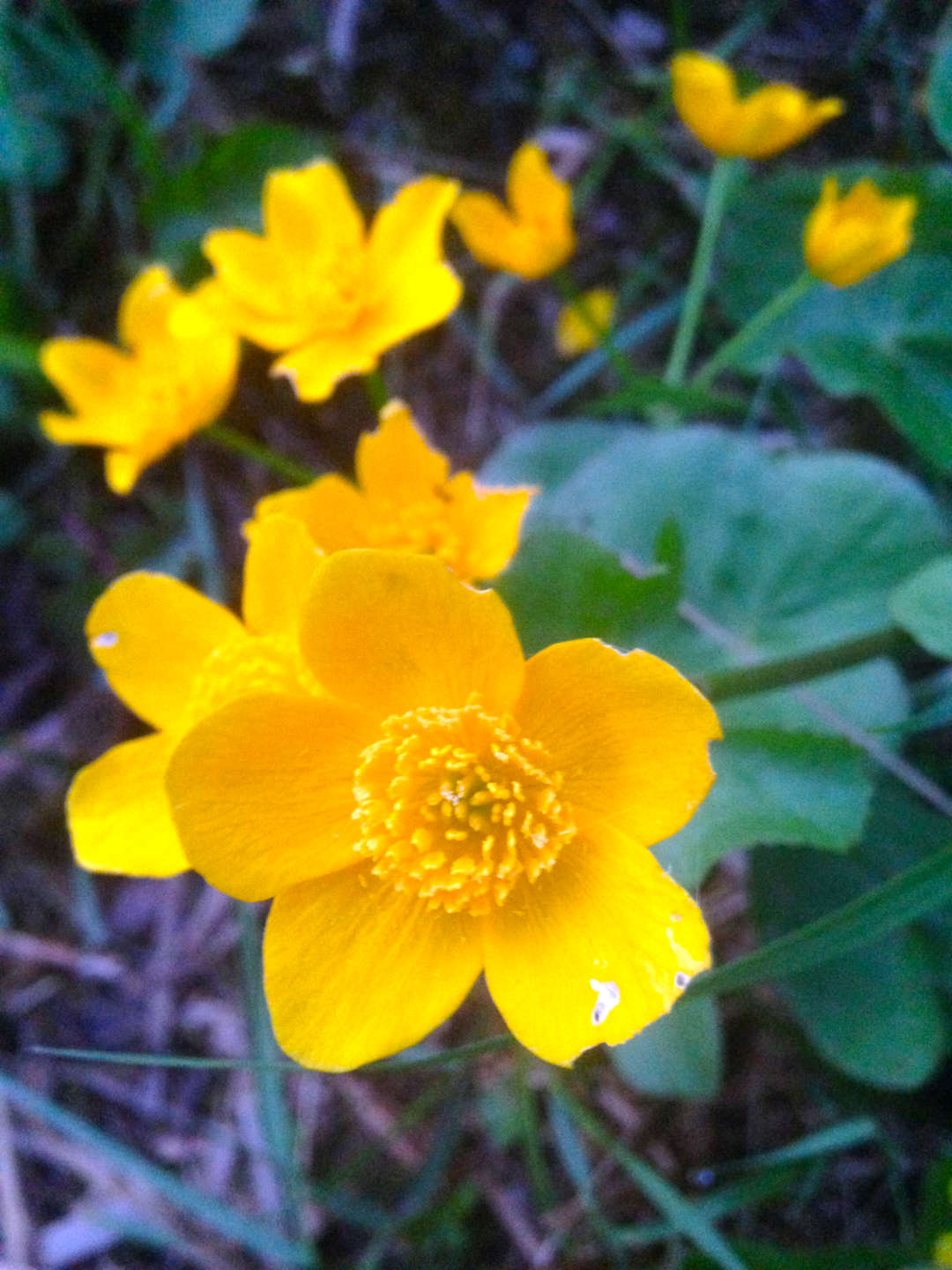 Eine Sumpfdotterblume die neben dem Teich im Treptower Park wächst.