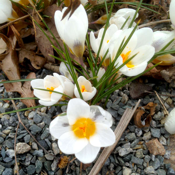 Weiße Krokusse in voller Blüte im Frühlingsboden des Treptower Parks